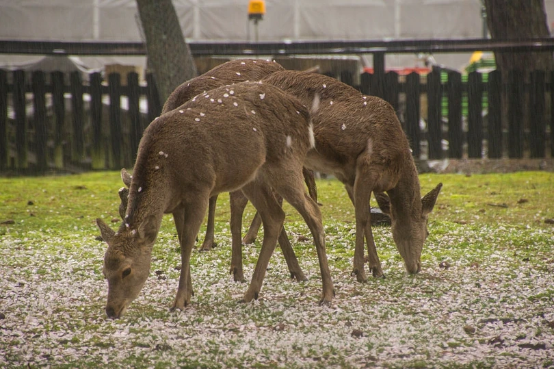 Nai thần ngắm anh đào trong công viên vắng vẻ ở Nhật Bản