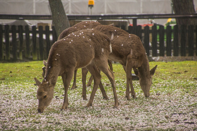 Nai thần ngắm anh đào trong công viên vắng vẻ ở Nhật Bản