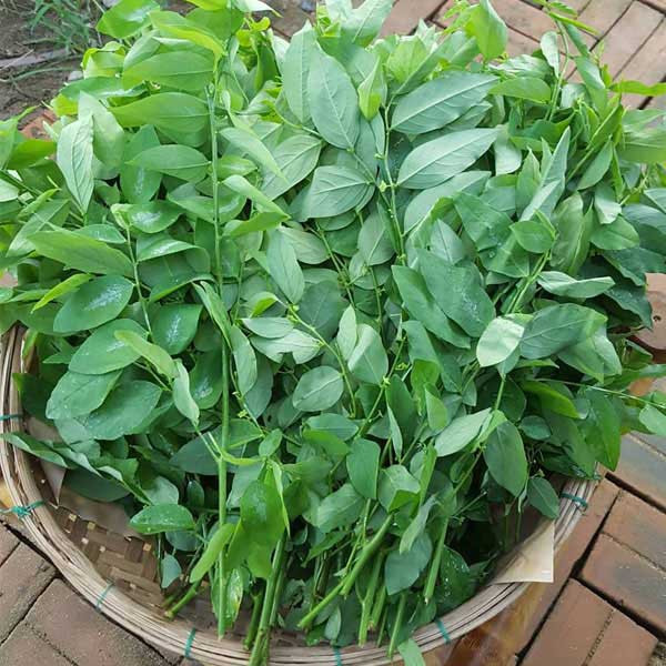 Rau ngót cực tốt nhưng người này ăn vào lại rước họa vào thân Rau ngót cực tốt nhưng người này ăn vào lại rước họa vào thân
