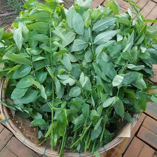 Rau ngót cực tốt nhưng người này ăn vào lại rước họa vào thân