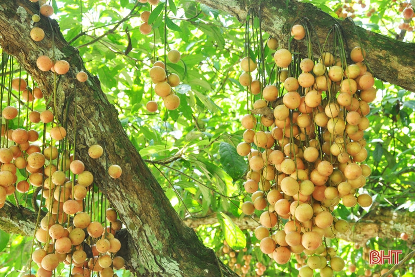 Ngắm dâu da trĩu quả khắp miền đồi Hà Tĩnh