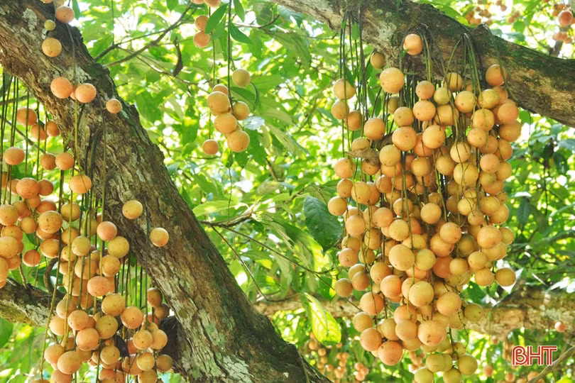 Ngắm dâu da trĩu quả khắp miền đồi Hà Tĩnh