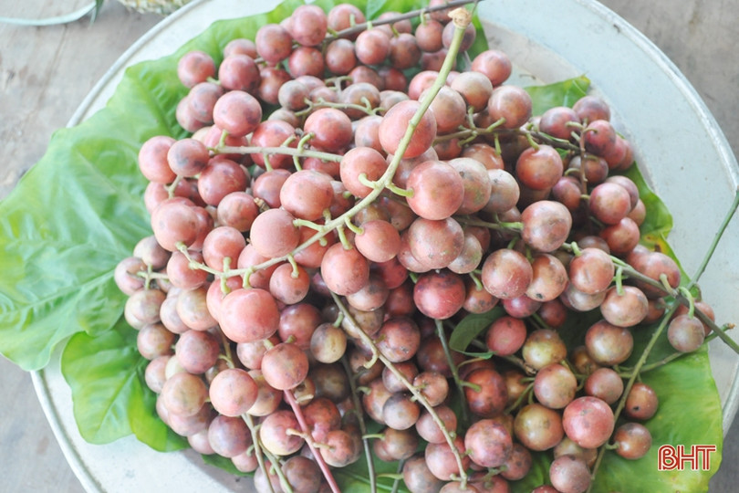 Ngắm dâu da trĩu quả khắp miền đồi Hà Tĩnh