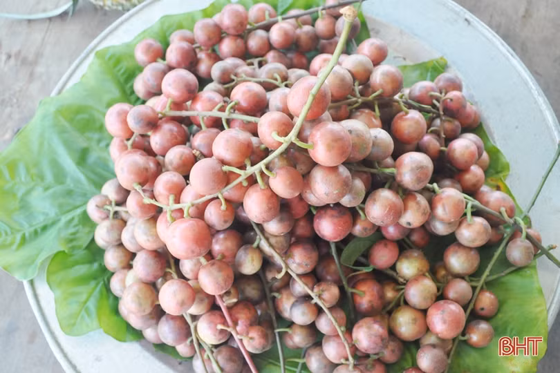 Ngắm dâu da trĩu quả khắp miền đồi Hà Tĩnh