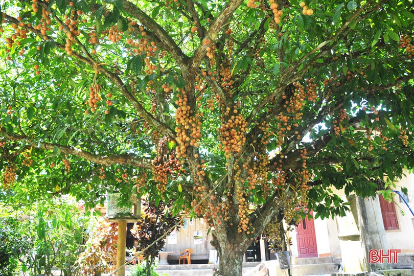 Ngắm dâu da trĩu quả khắp miền đồi Hà Tĩnh