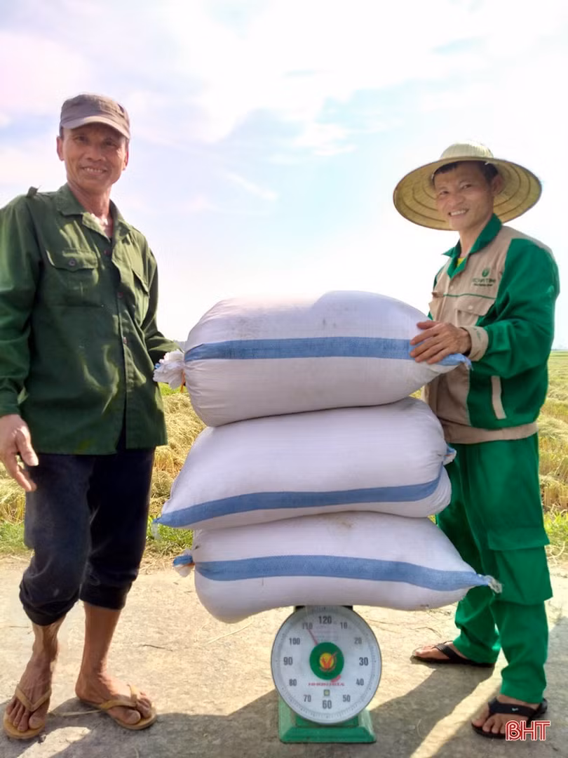 Thu mua lúa tươi tại ruộng, doanh nghiệp - nông dân Hà Tĩnh cùng vui