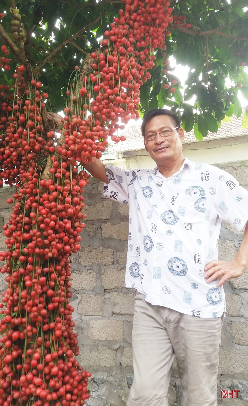 Ngắm dâu da trĩu quả khắp miền đồi Hà Tĩnh