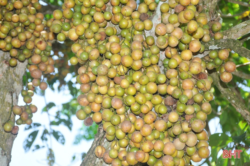 Ngắm dâu da trĩu quả khắp miền đồi Hà Tĩnh