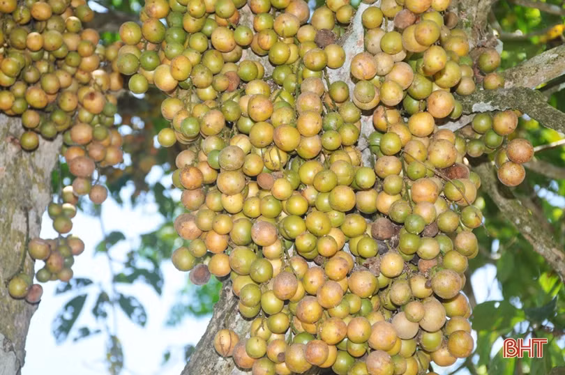 Ngắm dâu da trĩu quả khắp miền đồi Hà Tĩnh