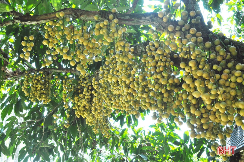 Ngắm dâu da trĩu quả khắp miền đồi Hà Tĩnh