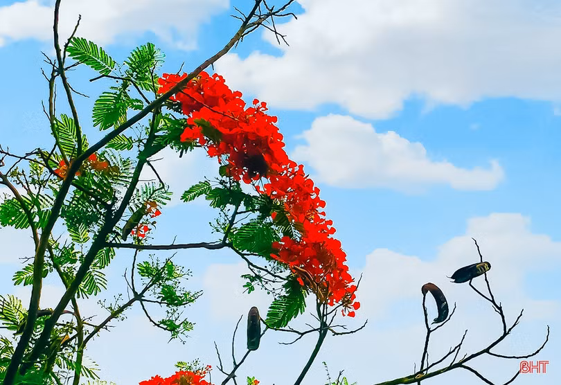 Tuổi học trò xao xuyến mùa phượng đỏ