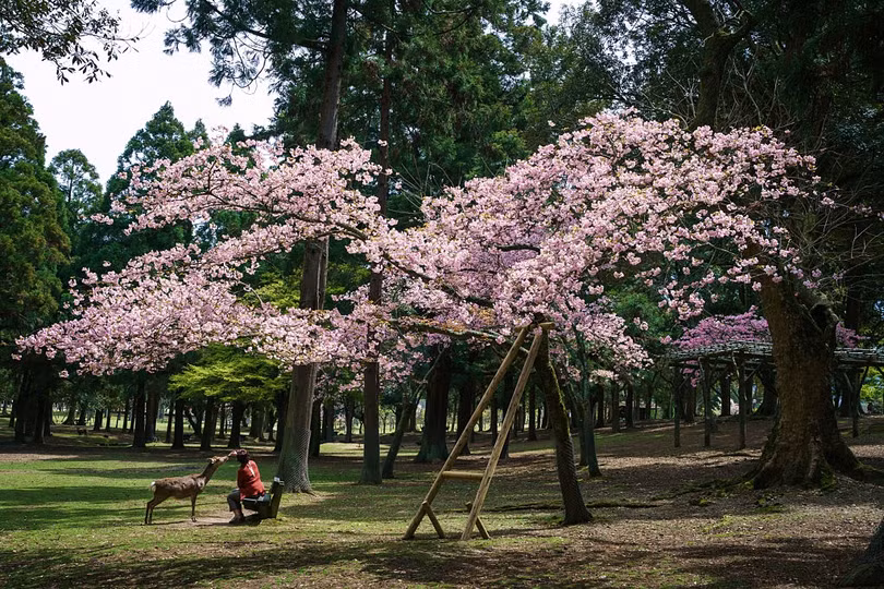 Nai thần ngắm anh đào trong công viên vắng vẻ ở Nhật Bản