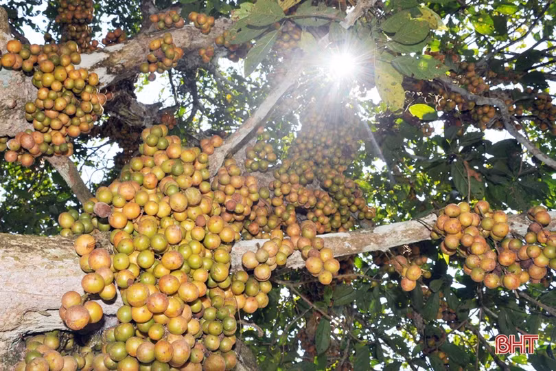 Ngắm dâu da trĩu quả khắp miền đồi Hà Tĩnh