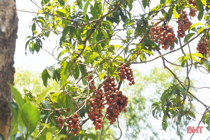 Ngắm dâu da trĩu quả khắp miền đồi Hà Tĩnh