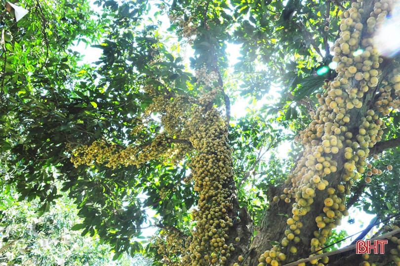 Ngắm dâu da trĩu quả khắp miền đồi Hà Tĩnh