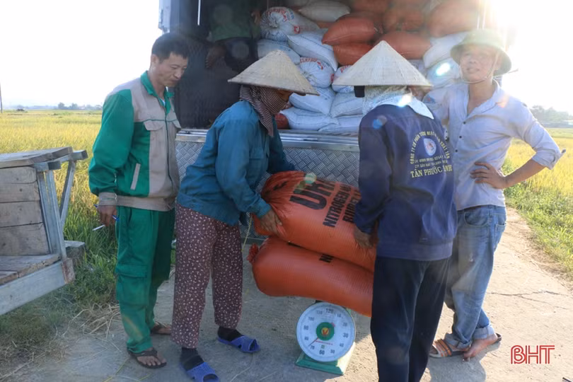 Thu mua lúa tươi tại ruộng, doanh nghiệp - nông dân Hà Tĩnh cùng vui
