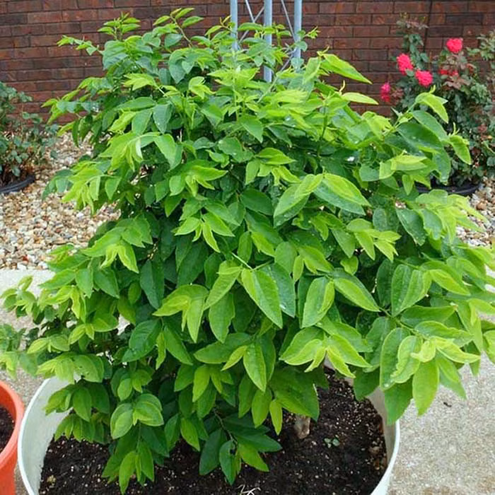 Rau ngót cực tốt nhưng người này ăn vào lại rước họa vào thân