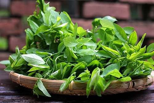 Rau ngót cực tốt nhưng người này ăn vào lại rước họa vào thân - Hình 3 Rau ngót cực tốt nhưng người này ăn vào lại rước họa vào thân