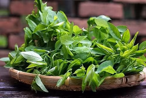 Rau ngót cực tốt nhưng người này ăn vào lại rước họa vào thân