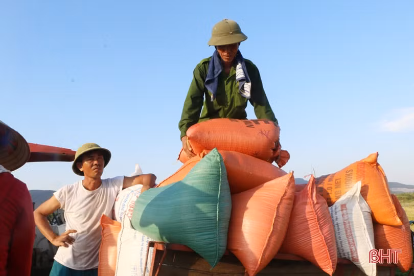 Thu mua lúa tươi tại ruộng, doanh nghiệp - nông dân Hà Tĩnh cùng vui