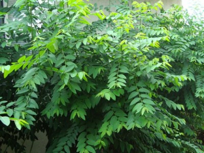 Rau ngót cực tốt nhưng người này ăn vào lại rước họa vào thân - Hình 8 Rau ngót cực tốt nhưng người này ăn vào lại rước họa vào thân