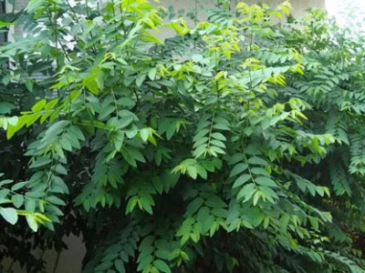 Rau ngót cực tốt nhưng người này ăn vào lại rước họa vào thân