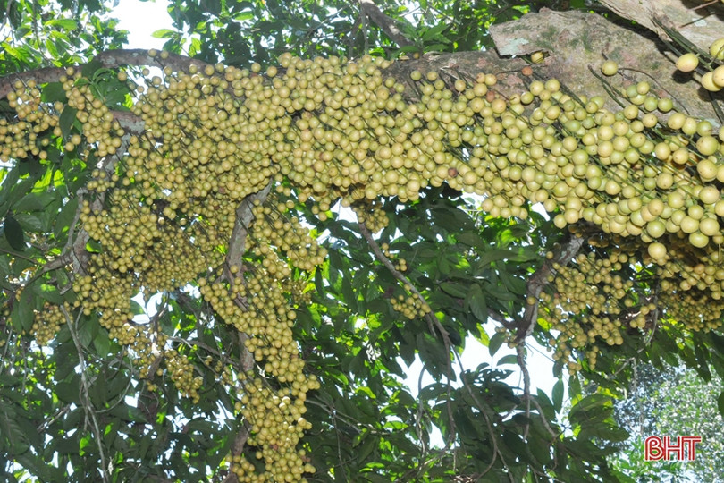 Ngắm dâu da trĩu quả khắp miền đồi Hà Tĩnh