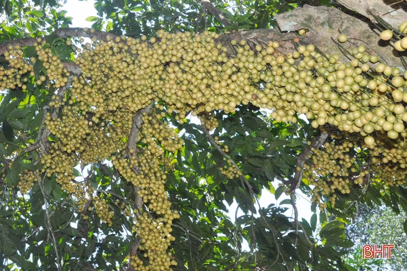 Ngắm dâu da trĩu quả khắp miền đồi Hà Tĩnh