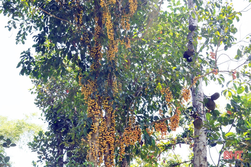 Ngắm dâu da trĩu quả khắp miền đồi Hà Tĩnh