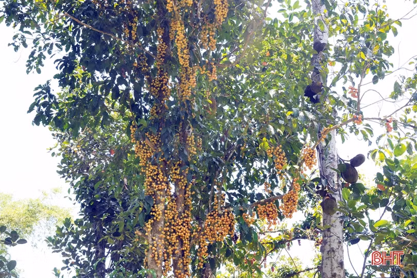 Ngắm dâu da trĩu quả khắp miền đồi Hà Tĩnh