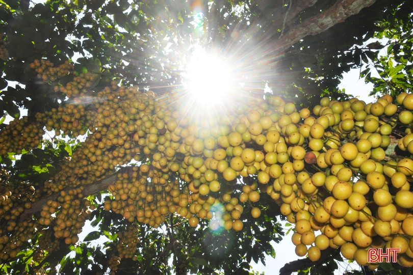 Ngắm dâu da trĩu quả khắp miền đồi Hà Tĩnh