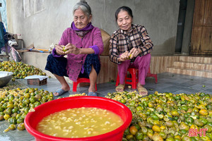 Sương muối bủa vây, quýt khốp Kỳ Thượng rụng trắng vườn