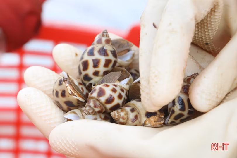 Đợt “đếm ghẹ, thu tiền” của ngư dân Cẩm Lộc