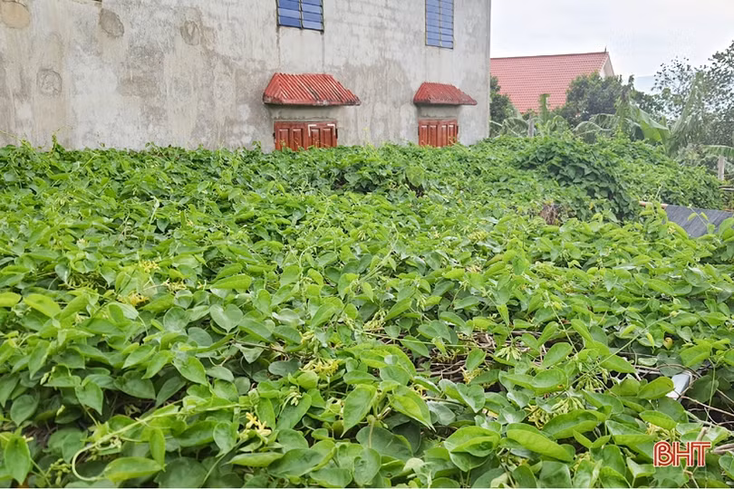 Kỳ Đồng xây dựng phố ở trong làng, hướng tới “đô thị xanh”