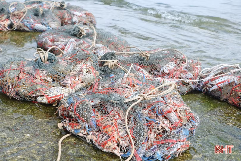 Đợt “đếm ghẹ, thu tiền” của ngư dân Cẩm Lộc