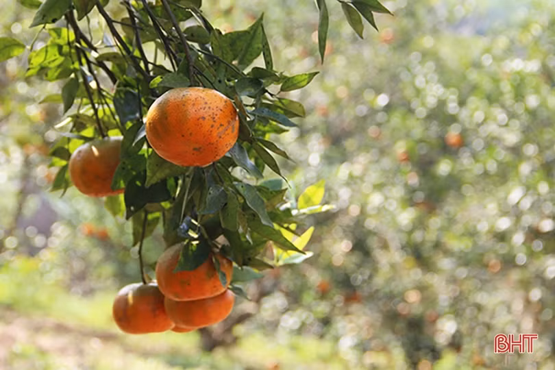 “Yêu nước thì phải thi đua”