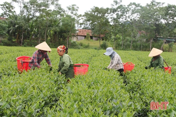 Vị giám đốc dày công vun đắp màu xanh cho vùng chè Hương Sơn