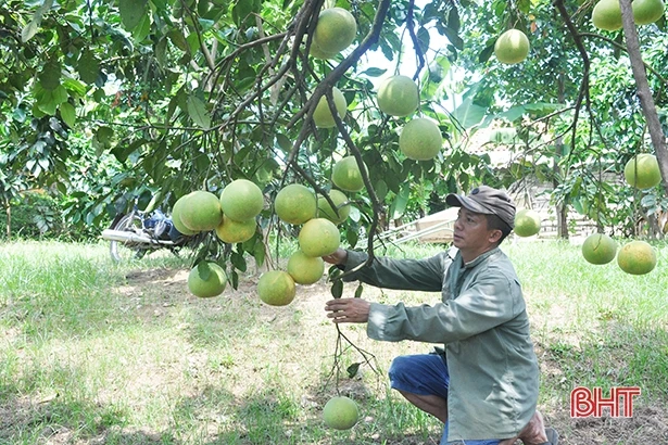 Đặc sản bưởi Phúc Trạch “lên ngôi”, người dân miền núi Hà Tĩnh “đổi đời”!