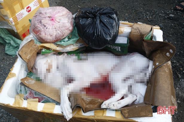 Cảnh sát Môi trường Hà Tĩnh bắt giữ xe vận chuyển 250 kg sản phẩm động vật không rõ nguồn gốc xuất xứ