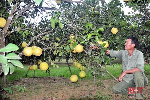 Đặc sản bưởi Phúc Trạch “lên ngôi”, người dân miền núi Hà Tĩnh “đổi đời”!