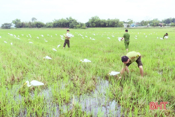 Đức Thọ tiêu hủy hàng trăm con cò giả làm mồi nhử săn bắt chim trời