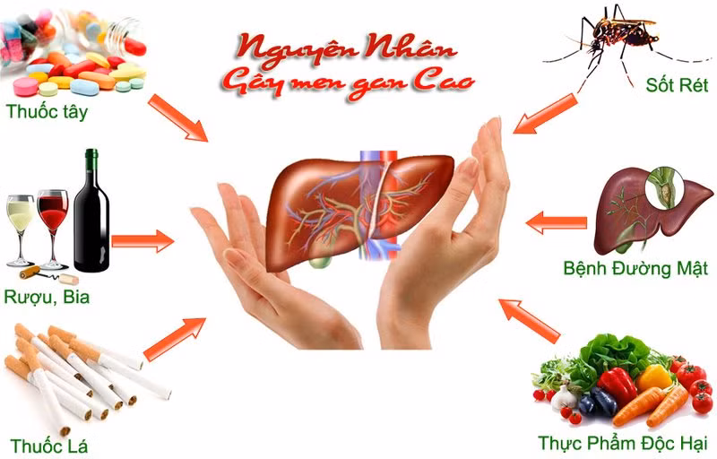 Bác sỹ tư vấn: Phòng bệnh gan nhiễm mỡ