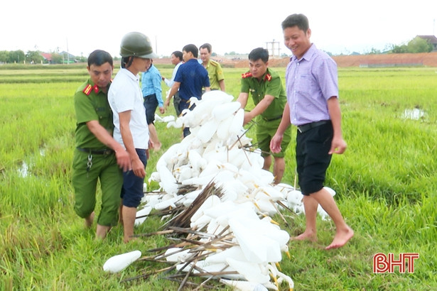 Đức Thọ tiêu hủy hàng trăm con cò giả làm mồi nhử săn bắt chim trời