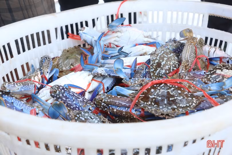 Đợt “đếm ghẹ, thu tiền” của ngư dân Cẩm Lộc