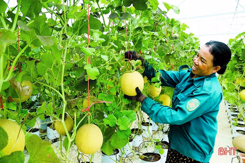 Hà Tĩnh tiến tới nền nông nghiệp hiện đại, thích ứng biến đổi khí hậu