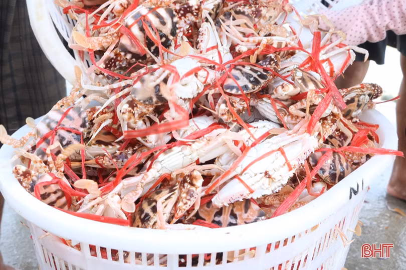 Đợt “đếm ghẹ, thu tiền” của ngư dân Cẩm Lộc