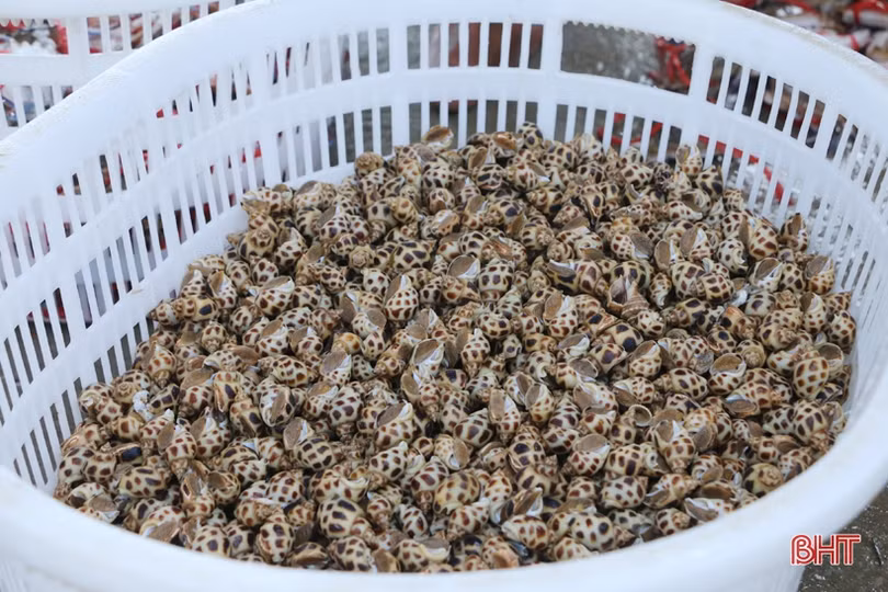 Đợt “đếm ghẹ, thu tiền” của ngư dân Cẩm Lộc