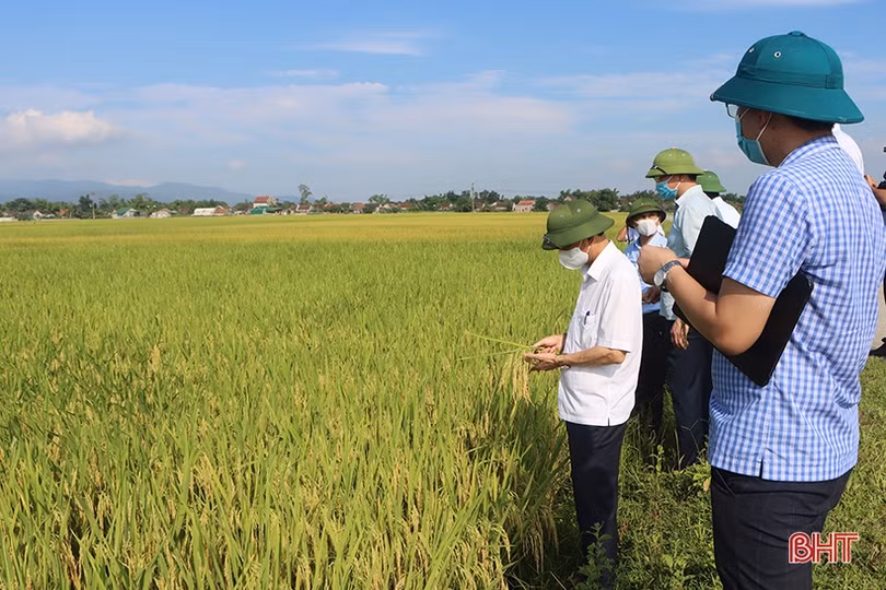 Hà Tĩnh: Năng suất lúa xuân năm nay khả năng cao nhất 10 năm qua