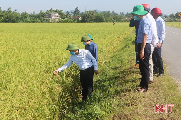 Những cánh đồng mẫu ở Cẩm Xuyên cho năng suất 70 tạ/ha