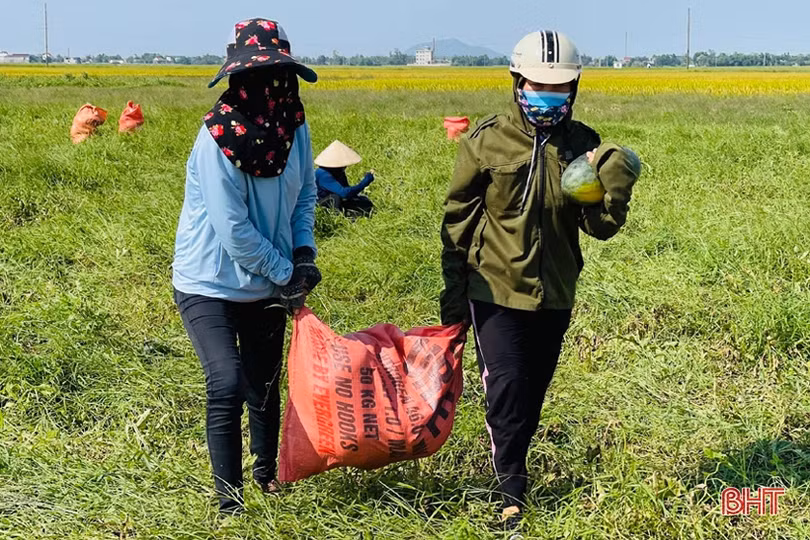 Hơn 30 tấn dưa của thôn cách ly chống dịch Covid-19 ở Hà Tĩnh chờ...“giải cứu”!